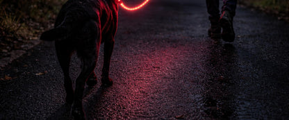 🔴 GlowDog LED Hundebånd – Se og bli sett 🌙🐕